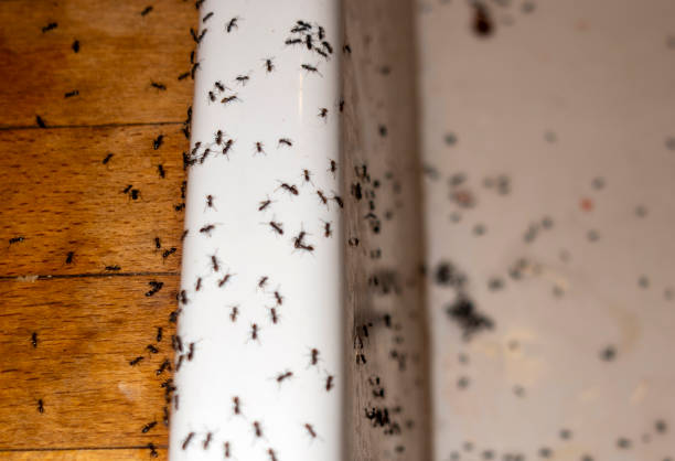 Best Wildlife Control Services  in Ilchester, MD