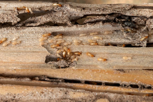 Pest Prevention Services in Ilchester, MD