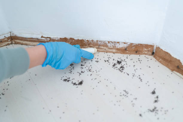 Best Wasp Removal Services  in Ilchester, MD